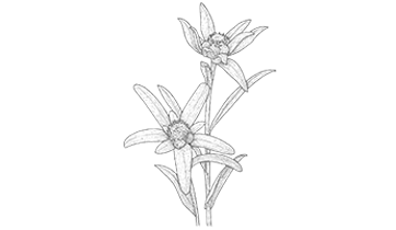 Células madre de Edelweiss