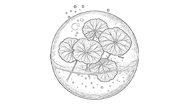 CICASOMA, exosoma derivado de Centella